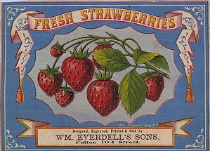 fresh Strawberries